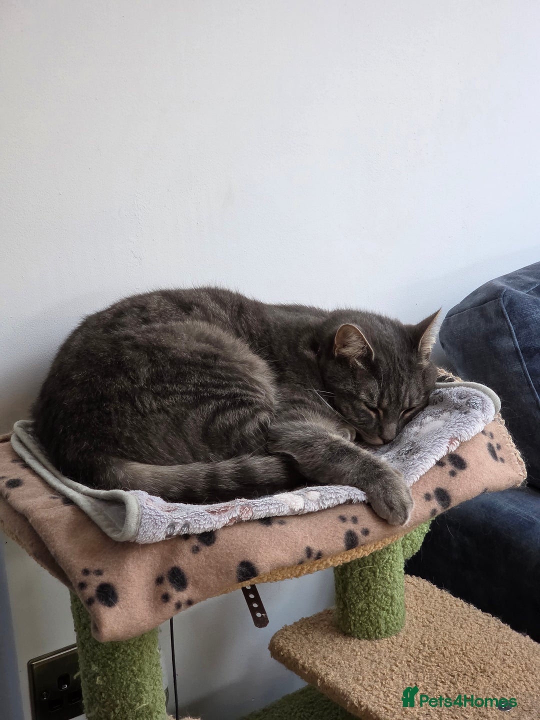 British Shorthair cats for sale: BSH cross for rehoming. 3 yrs. Female - Image 4