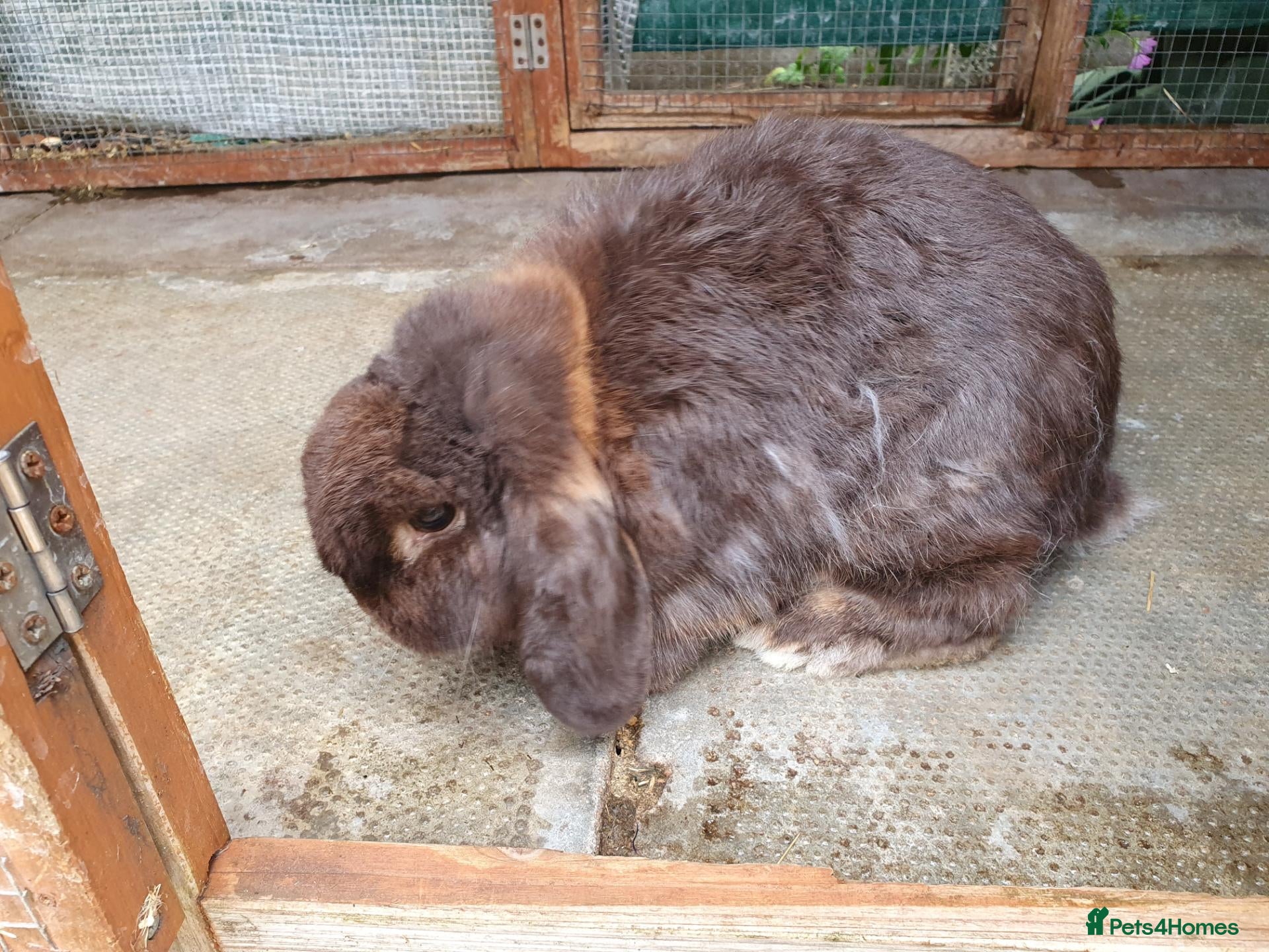Mini Lop rabbits Spayed/neutered rabbits for adoption, vac Rhd2 - Advert 2