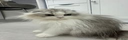 Scottish Fold cats for sale: Beautiful Longhair Silver Bicolor Kitten - Advert 4