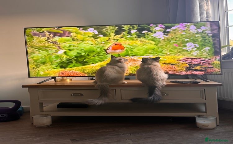 Ragdoll cats - Advert 4