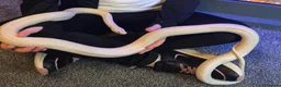 Corn Snake reptiles for sale: Female albino corn snake 4.5ft in Newark - Advert 1