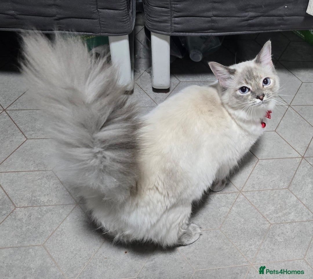 Ragdoll cats for sale: Pedigree ragdoll  - Advert 3