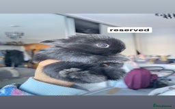 Mini Lion Lop rabbits for sale: Mini lop lion heads  - Image 4