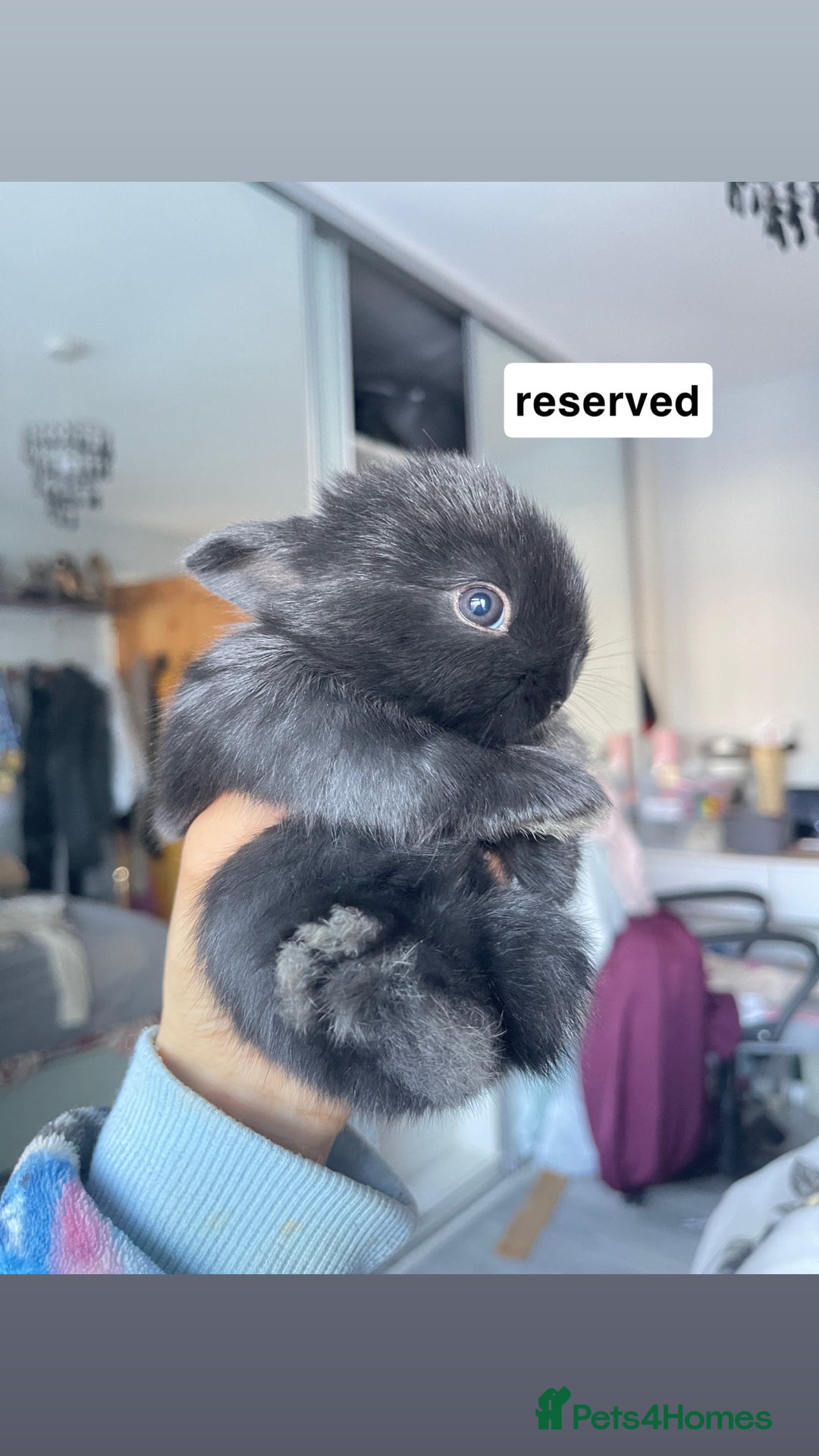 Mini Lion Lop rabbits for sale: Mini lop lion heads  - Image 4