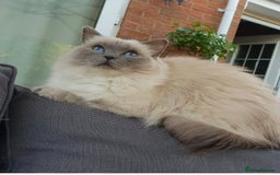 Ragdoll cats for sale: Ragdoll 9 years old - Image 3