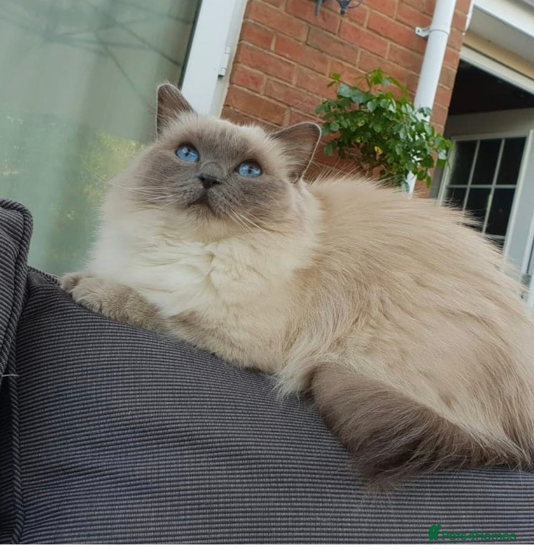 Ragdoll cats for sale: Ragdoll 9 years old - Image 3