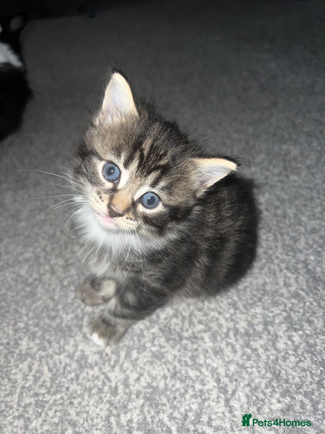 British Shorthair cats for sale: Female kittens - Image 3