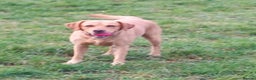 Labrador Retriever dogs for stud: Fox red Labrador ,stud duties (PROVEN) in Hengoed - Advert 14