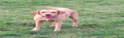 Labrador Retriever dogs for stud: Fox red Labrador ,stud duties (PROVEN) in Hengoed - Advert 14