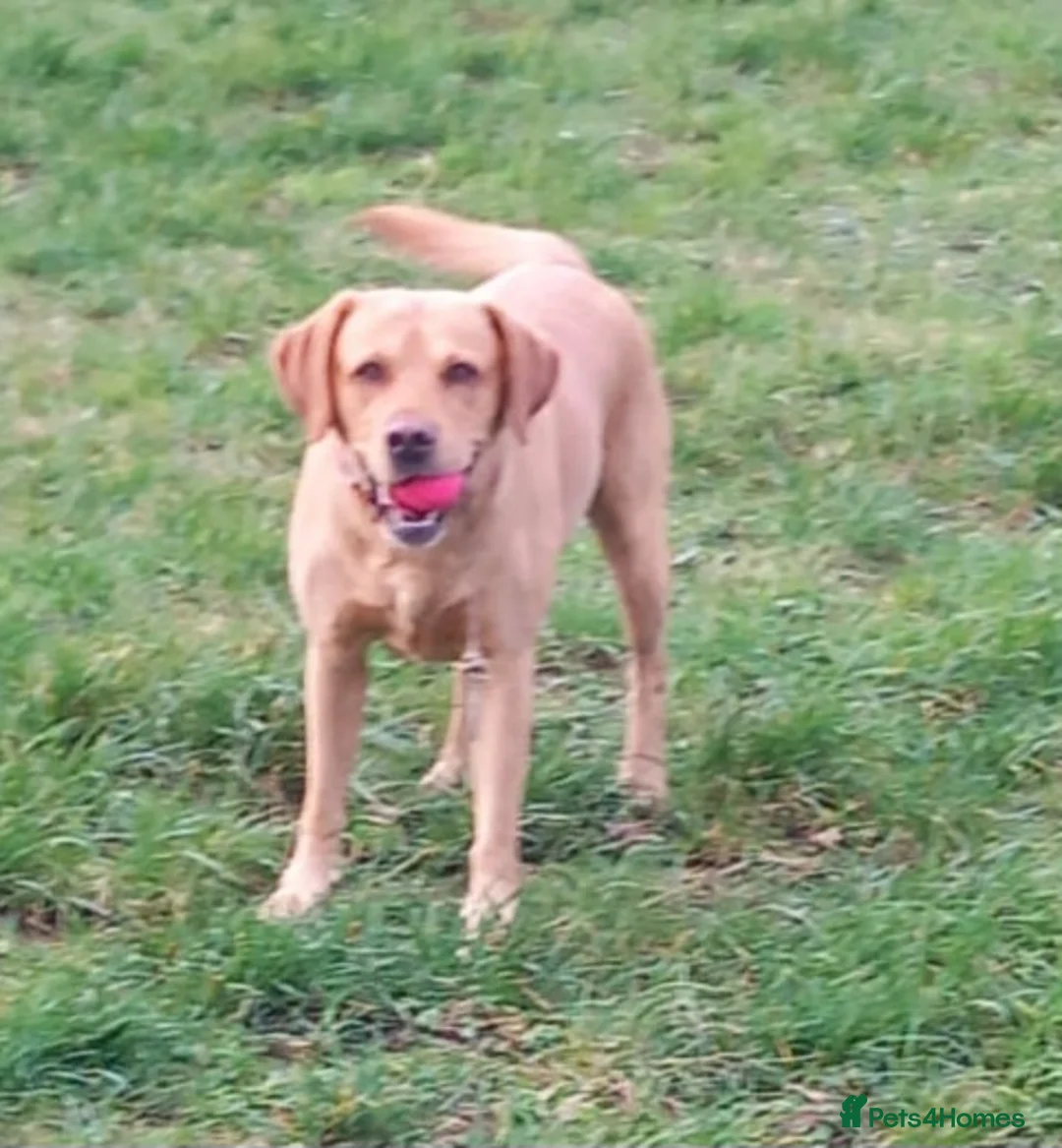 Labrador Retriever dogs for stud: Fox red Labrador ,stud duties (PROVEN) in Hengoed - Advert 14