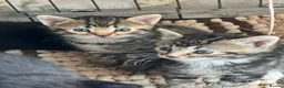 Mixed Breed cats for sale: Beautiful kittens  in Woking - Advert 1