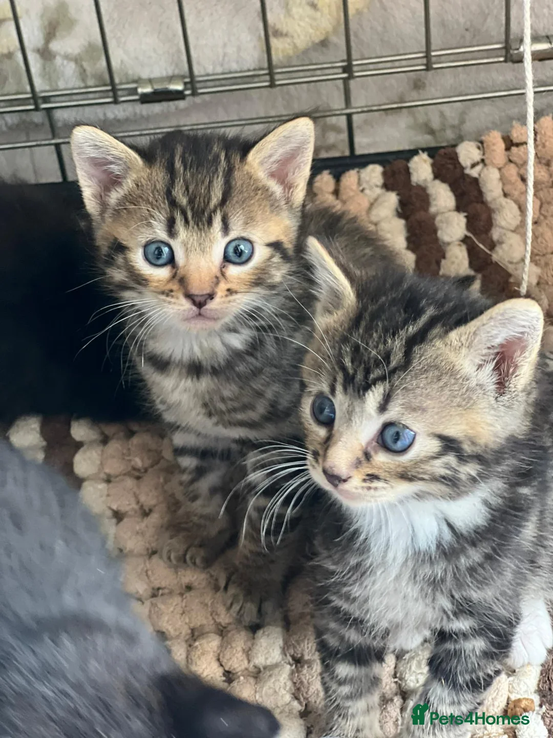 Mixed Breed cats for sale: Beautiful kittens  in Woking - Advert 1