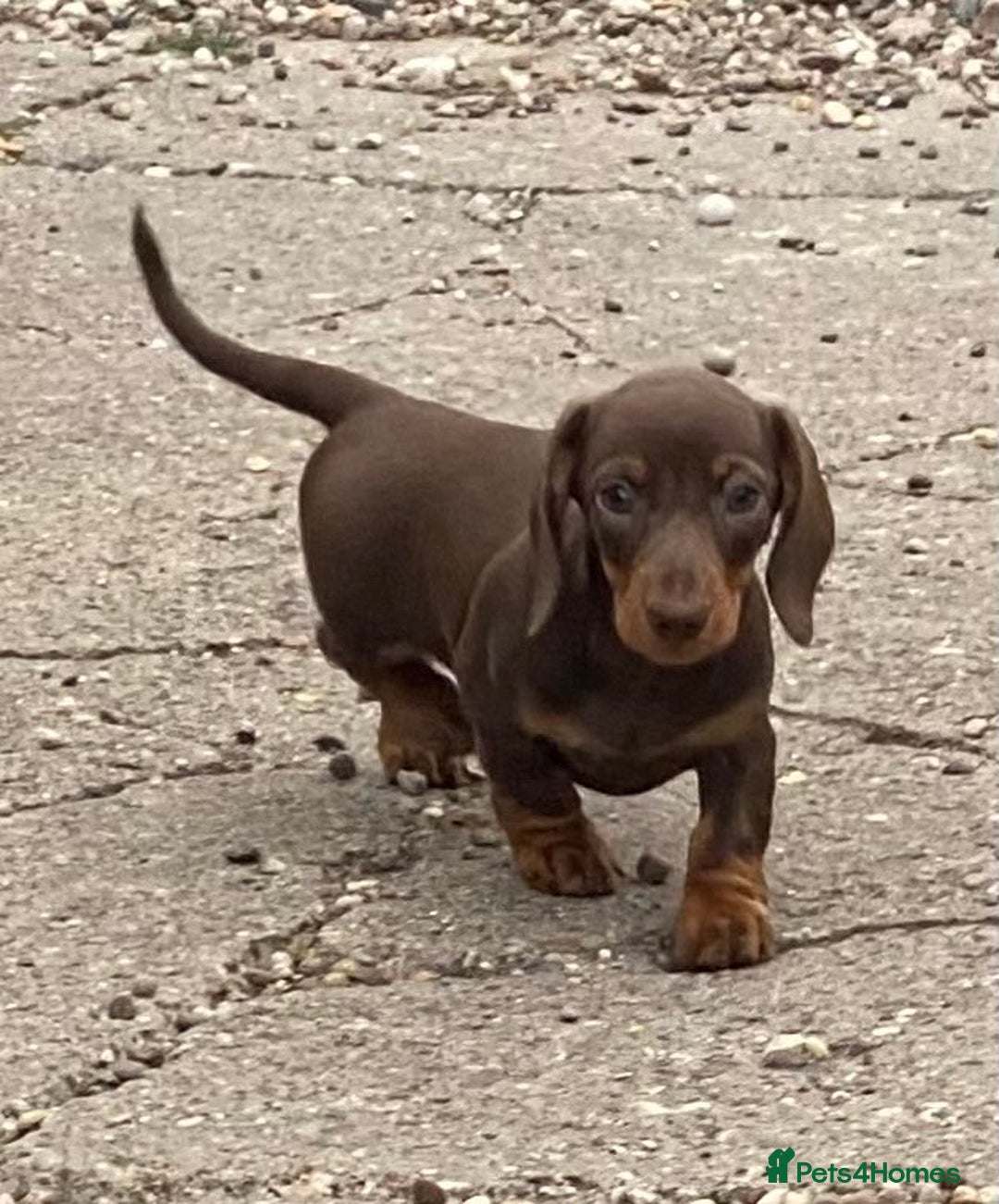 Dachshund dogs for sale: Super litter of Miniature Dachshunds - Image 7