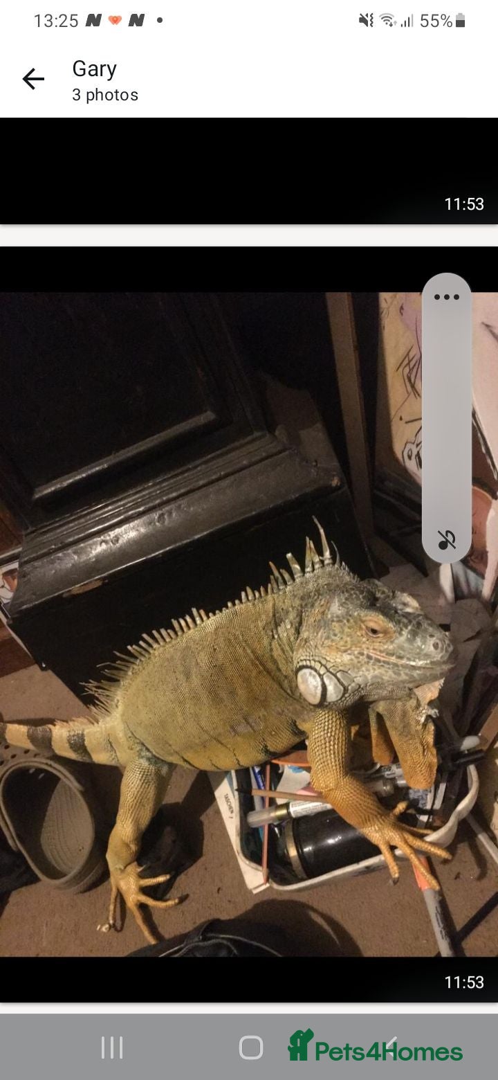 Iguana reptiles Mr  Garry Calow - Advert 2