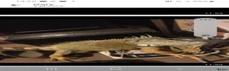Iguana reptiles for sale: Mr  Garry Calow in Coalville - Advert 1