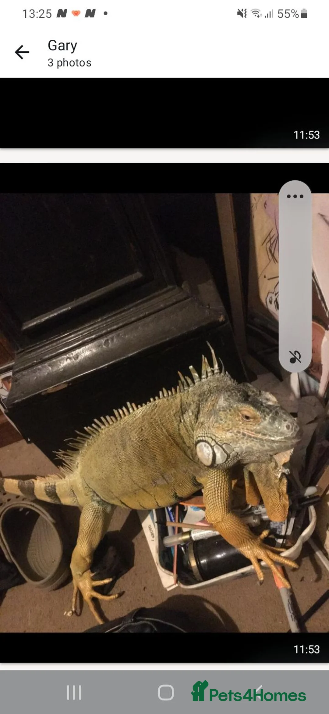 Iguana reptiles for sale: Mr  Garry Calow in Coalville - Advert 1