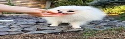 Pomeranian dogs for sale: SUPER TINY WHITE POMERANIAN BOY - Advert 26