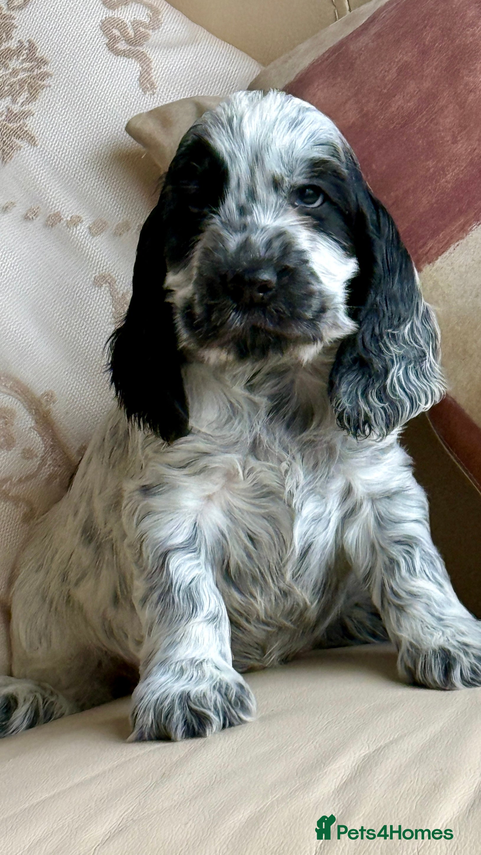 Cocker Spaniel dogs Exceptional Blue Roan Cocker Spaniel Puppies - Advert 4