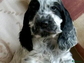 Cocker Spaniel dogs Exceptional Blue Roan Cocker Spaniel Puppies - Advert 3