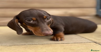 Miniature Dachshund dogs - Advert 2