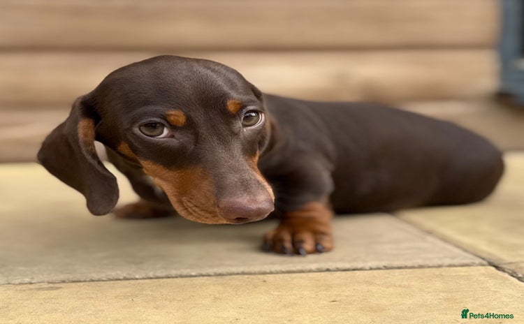 Miniature Dachshund dogs - Advert 14