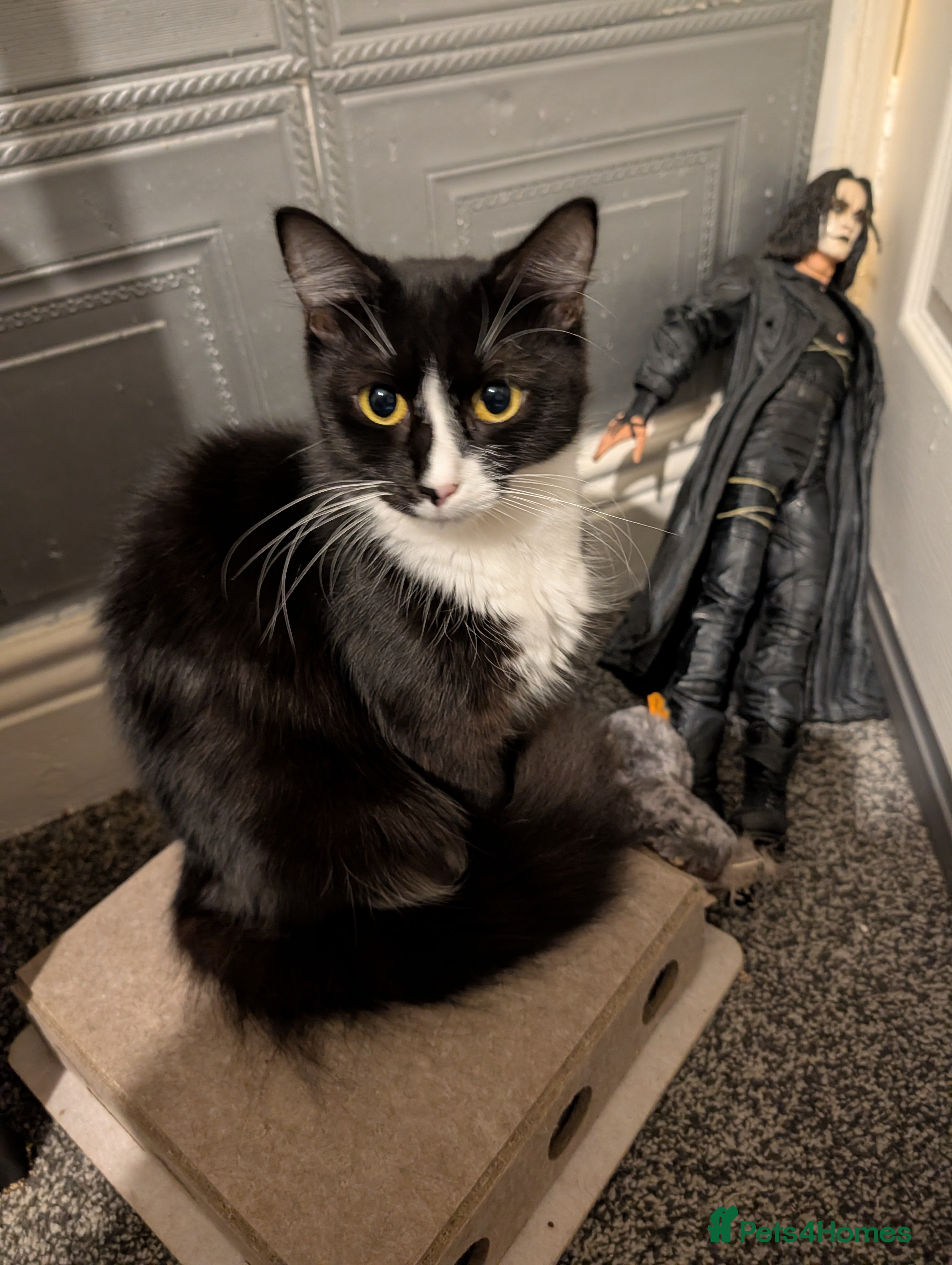 Mixed Breed cats 4 beautiful kittens available  - Advert 1