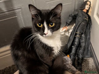 Mixed Breed cats 4 beautiful kittens available - Advert 1