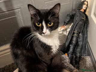 Mixed Breed cats 4 beautiful kittens available - Advert 1