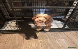 Cockapoo dogs for sale: 4 black boys ready now.  - Image 8