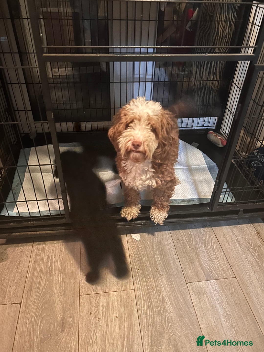 Cockapoo dogs for sale: 4 black boys ready now.  - Image 8