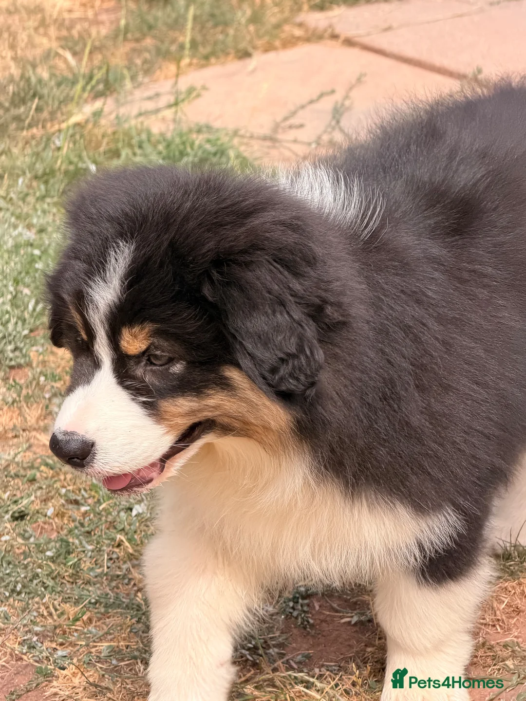 Australian Shepherd dogs for sale: Stunning Australian Shepherd Puppies  - Advert 2