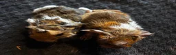 Guinea Pig rodents for sale: Babies ready 2 reserve girls&boys  - Advert 32