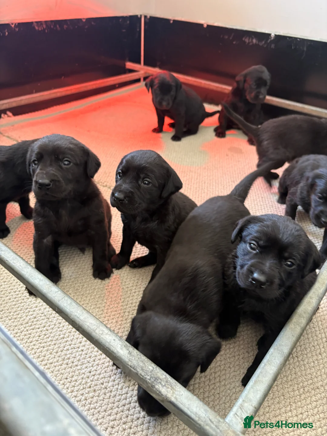 Labrador Retriever dogs for sale: KC Registered Black Labrador Puppies - Advert 7