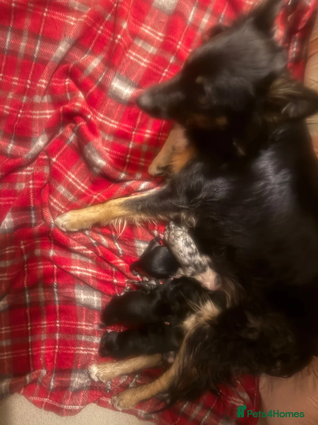 Mixed Breed dogs for sale: 2 male border collie pups ready to go now - Advert 2