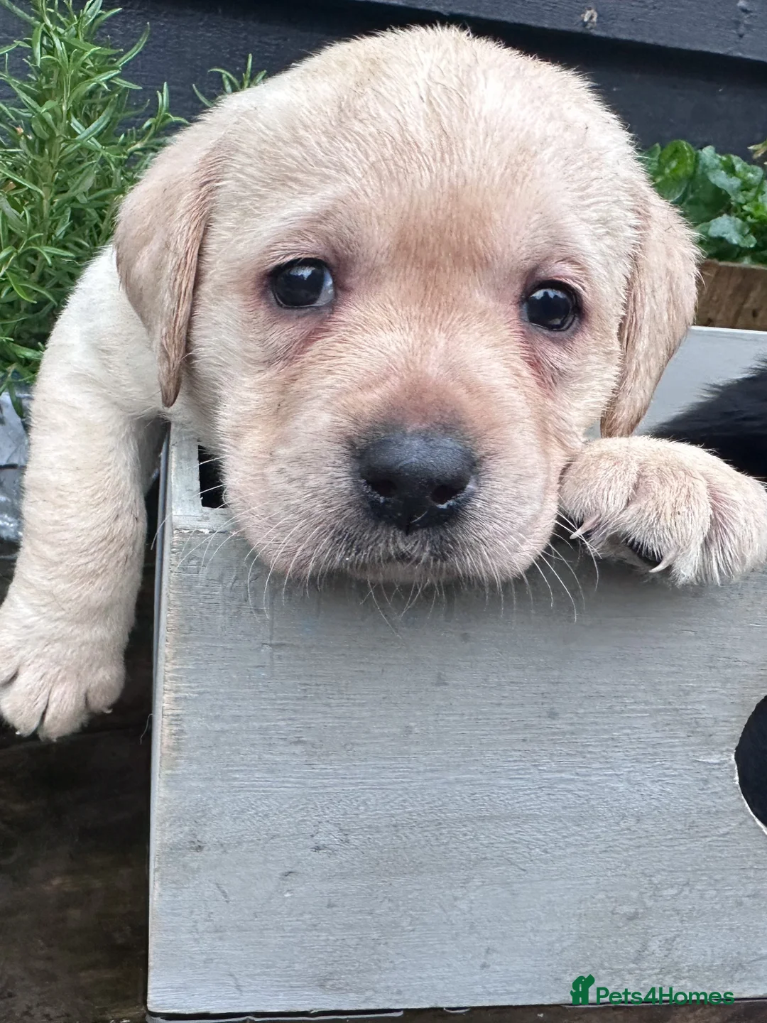 Labrador Retriever dogs for sale: Labrador Ready 23 February - Advert 2