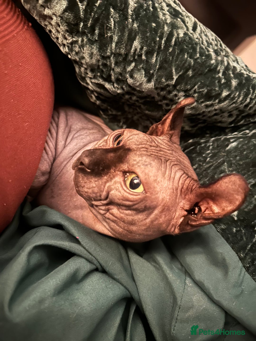 Sphynx cats for stud: Stunning blue Elf - Advert 4