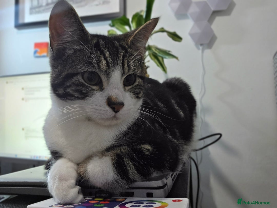 British Shorthair cats for sale: Male British shorthair looking for a new home - Advert 1