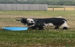 Goats livestock for sale: Galactica Astronaut Goliath  - Image 4