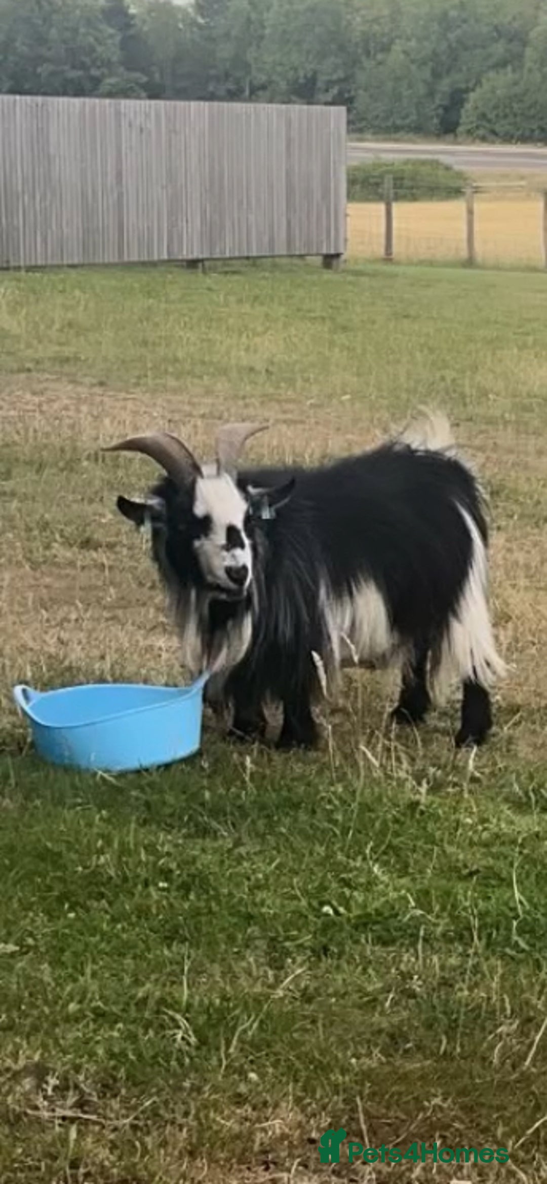 Goats livestock for sale: Galactica Astronaut Goliath  - Image 4