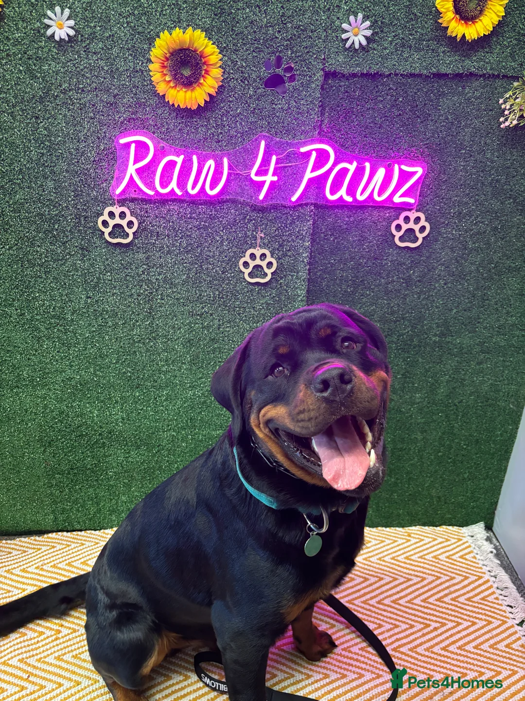 Rottweiler dogs for stud: Proven Health Tested Rottweiler stud  in Clydebank - Advert 4