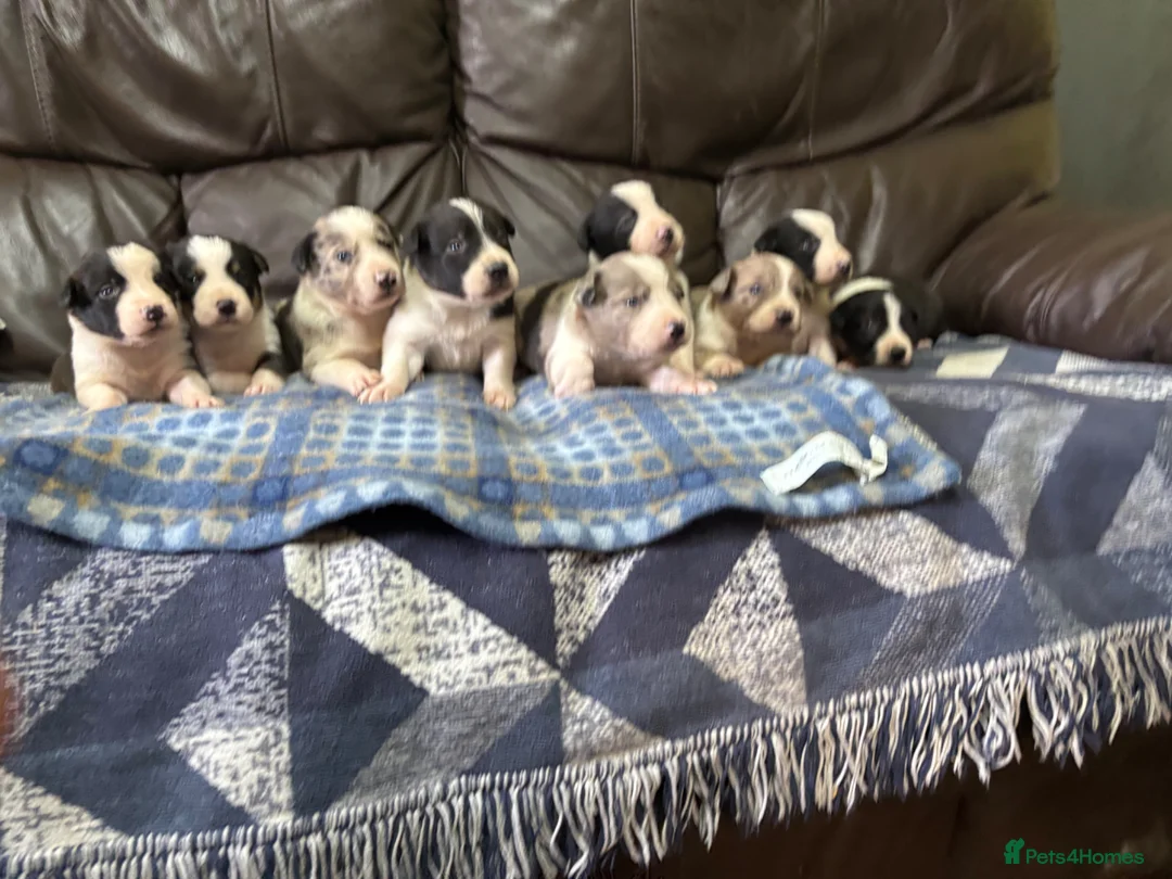 Border Collie dogs for sale: Working Border collie puppies  - Advert 1