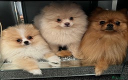 Pomeranian dogs for sale: ** ** Pomeranian  - Image 5