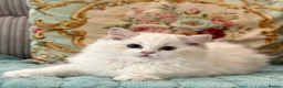 Ragdoll cats for sale: 2 Active girls  - Advert 12