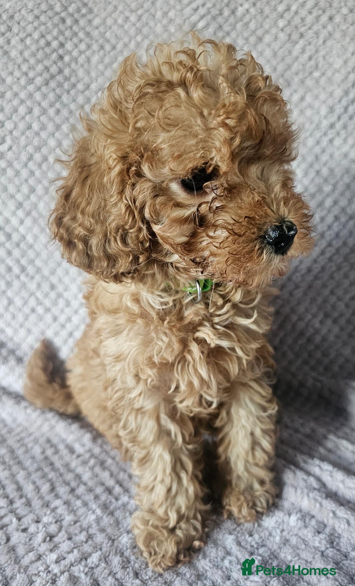 Cavapoo dogs F1b Cavapoo Puppies!!  - Advert 1
