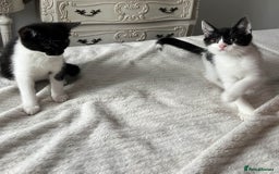 Mixed Breed cats for sale: Kittens for adoption - Image 5