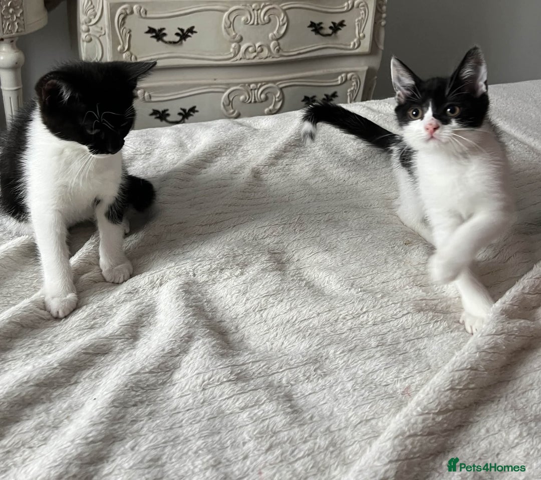 Mixed Breed cats for sale: Kittens for adoption - Image 5