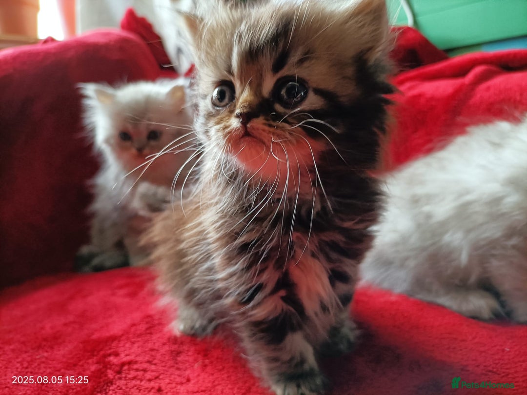 Persian cats for sale: Amazing Persian kittens  - Image 9