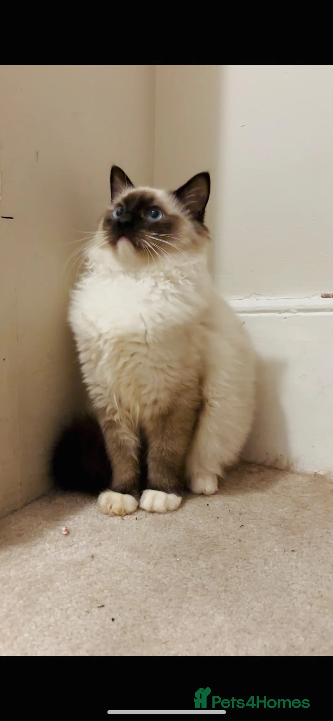 Ragdoll cats for sale: 🌟TICA🌟Champion Ragdoll🏆🏆🏆 - Advert 2