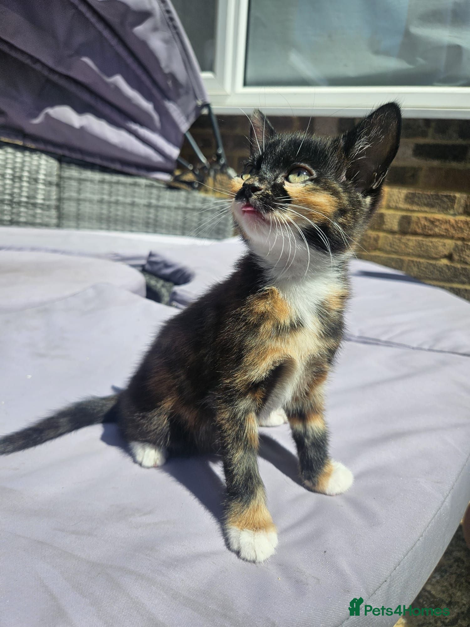 Mixed Breed cats 2 sweet girls. - Advert 1