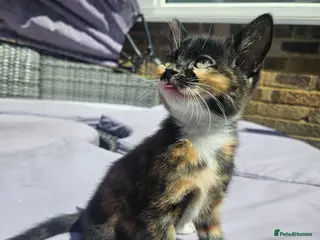Mixed Breed cats 2 sweet girls. - Advert 1